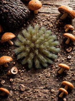 Preview: Pilzbürste Knauf, Holz und Naturborste